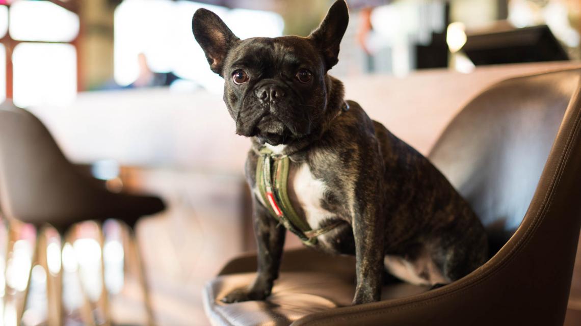 'Pebbles' the French Bulldog at the Regent